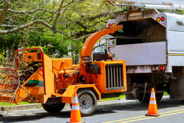 Best Tree Cabling and Bracing  in , IA